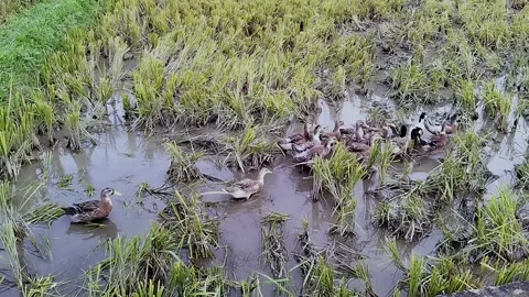 Ducks swim in the muddy stubble fields in Mai Chau, VIETNAM. 動画素材 340565718