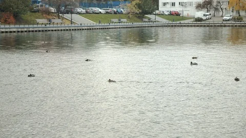 Ducks swim in the Ostankinsky pond Stock Footage 117875584