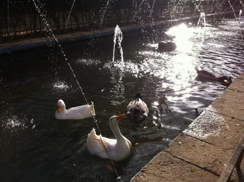 Ducks swim Foto stock