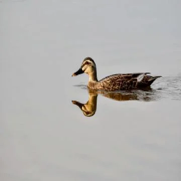 Ducks swim 写真素材
