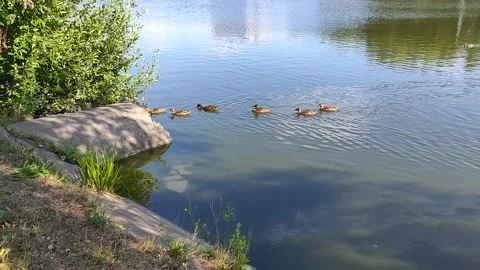 Ducks swim in the pipe on the pond Stock Footage 157869550