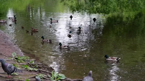 Ducks swim in the pond. 4k Stock Footage 155014635