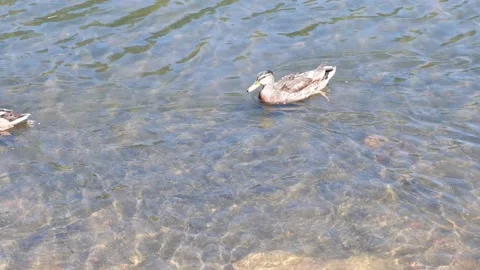 Ducks swim in the pond. 4k. Stock Footage 155860102