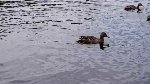 Ducks swim in the pond. 4k. Stock Footage 156704547