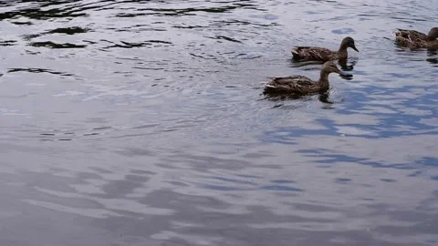Ducks swim in the pond. 4k. Stock Footage 156756747
