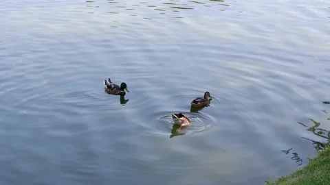 Ducks swim in the pond. 4k. Stock Footage 156904321
