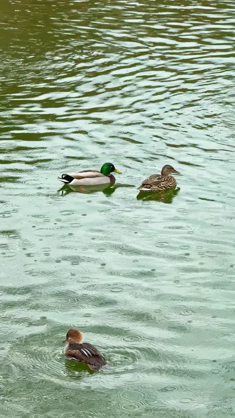 Ducks swim in a pond during a cloudy afternoon in a park surrounded by trees and Stock Footage 332973247