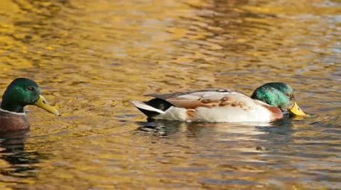 Ducks swim in a pond Stock Footage 10892780