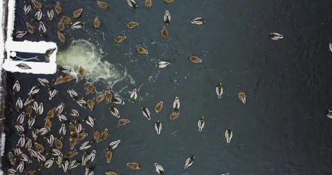 Ducks swim in the pond Stock Footage 98149295