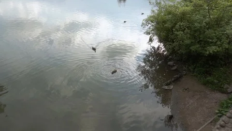 Ducks swim in the pond Vidéo 108306329