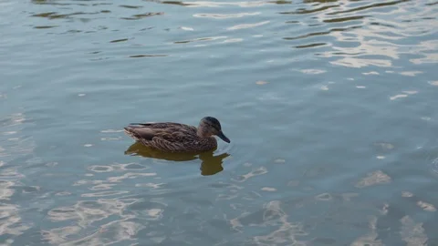 Ducks swim in the pond 動画素材 117677271