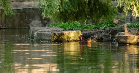 Ducks swim in the pond Stock Footage 133724197