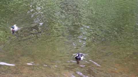 Ducks swim in the pond. Stock Footage 154699975