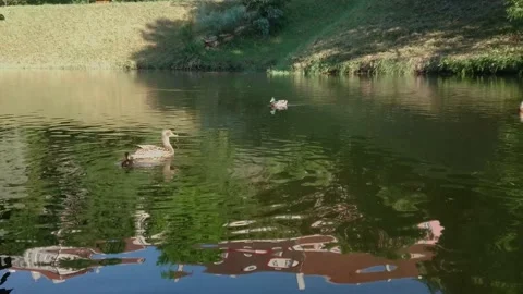 Ducks swim in the pond Stock Footage 157060749