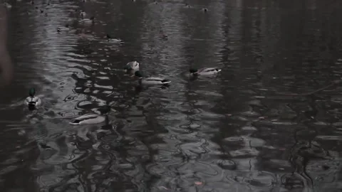 Ducks swim in the pond Stock Footage 159515733