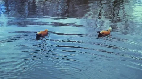 Ducks swim in a pond in the park. Video stock 50122114