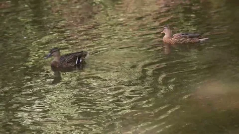 Ducks swim in the pond, slow motion Stock Footage 80492128