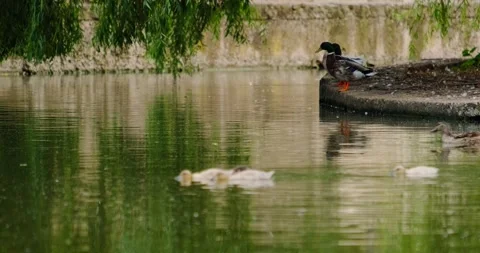 Ducks swim in the pond in summer Video stock 133722653
