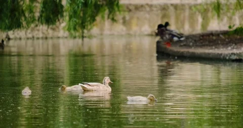 Ducks swim in the pond in summer Stock Footage 133722696