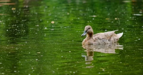 Ducks swim in the pond in summer Stock Footage 133722703