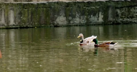Ducks swim in the pond in summer Stock Footage 133722814