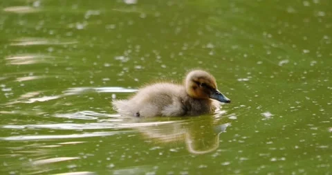Ducks swim in the pond in summer Stock Footage 133722894