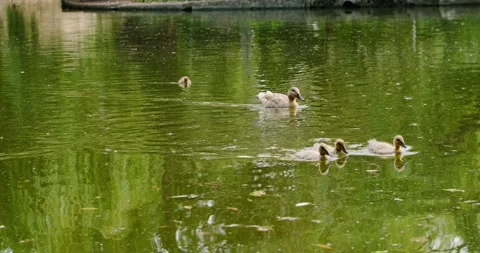 Ducks swim in the pond in summer Stock Footage 133722926