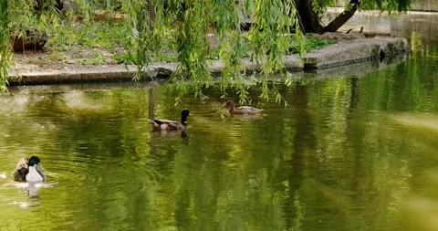 Ducks swim in the pond in summer Video stock 133723350