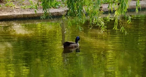 Ducks swim in the pond in summer Stock Footage 133723373