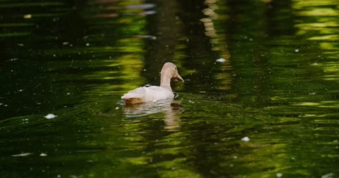 Ducks swim in the pond in summer Video stock 133723791