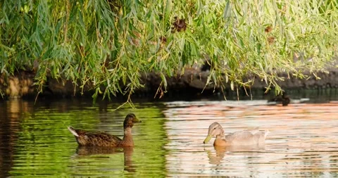 Ducks swim in the pond in summer Stock Footage 133723893