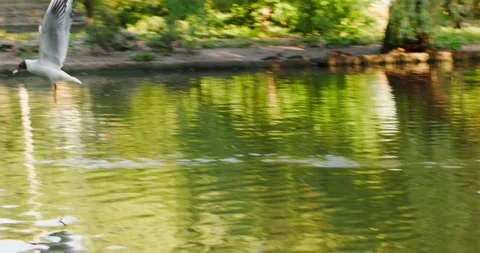 Ducks swim in the pond in summer Stock Footage 133723983