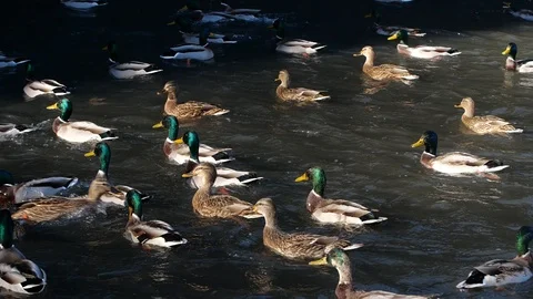 Ducks swim in the pond. Wild duck Stock Footage 97504341