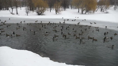 Ducks swim in the pond in the winter Stock Footage 89648741