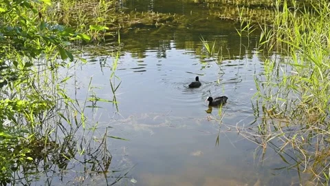 Ducks swim quietly in a pond surrounded by reeds. The ducks move gracefully over Stockbeeldmateriaal 344670085