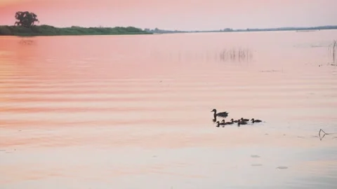 Ducks swim on the river bank at sunset Stock Footage 329093394