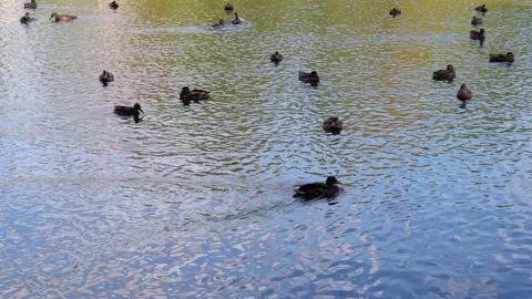 Ducks swim in the river. Birds Animals. Stock Footage 165882353