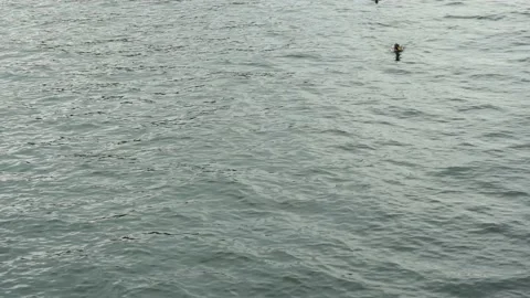 Ducks swim on the river in a flock Stock Footage 162819674