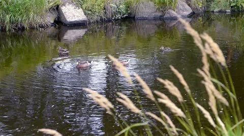 Ducks swim in the river Stock Footage 8927932