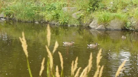 Ducks swim in the river Stock Footage 10605208