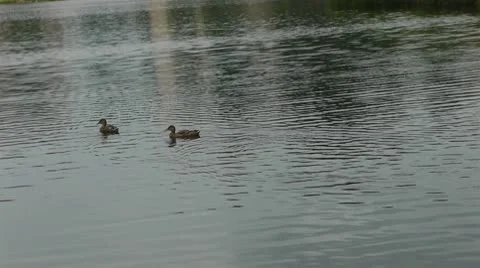 Ducks swim in the river Stock Footage 10750853