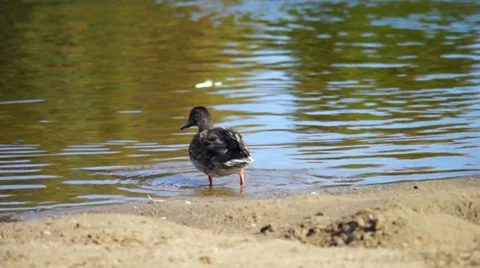 Ducks swim in the river Stock Footage 30580085