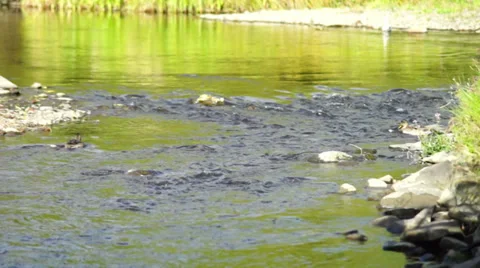 Ducks swim in the river Stock Footage 30595412