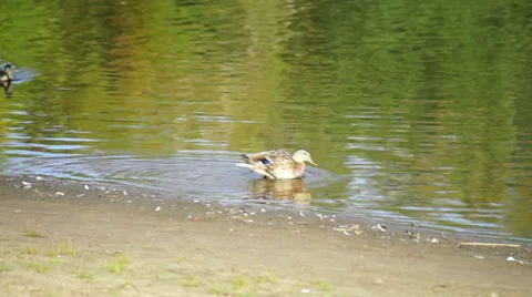 Ducks swim in the river Stock Footage 32739827