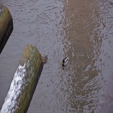 Ducks swim in the river. Stock Footage 69426148