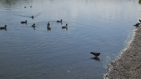 Ducks swim in the river Stock Footage 81318929