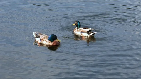 Ducks swim in the river Stock Footage 99956033
