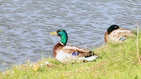 Ducks swim in the river Stock Footage 99957144