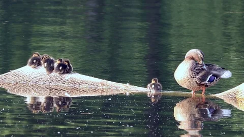 Ducks swim in the river Stock Footage 99957454