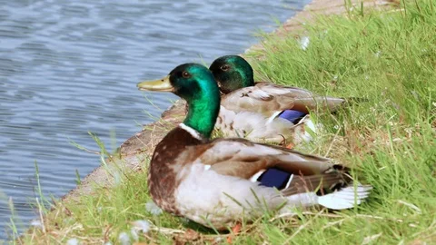 Ducks swim in the river Stock Footage 99957667